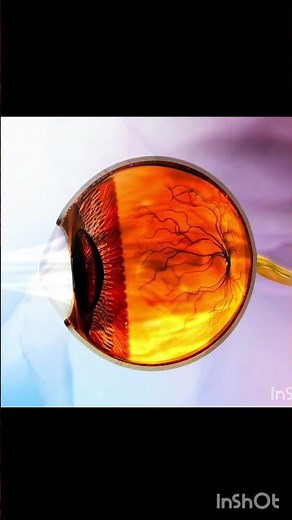 Vision Mechanism Explained