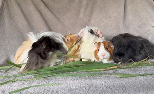 I did an adoption today which I'd totally forgotten about organising 🫣 I almost cancelled as I'm not well at the moment 🤕🤧😮‍💨 So glad I didn't as these five piggies have gone off to their new home 🥰 From left to right: Napolean (desexed male), Peach, Cleo, Cookie and Lilly 💖 | Gold Coast Guinea Pig Rescue Inc