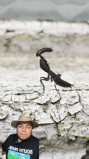 Exploring the World of Mantis Aliens: From Romulus to the Mantis Shrimp