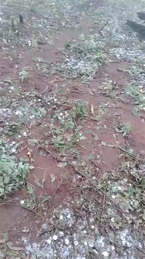 Barnyard Betty's Rescue on Reels