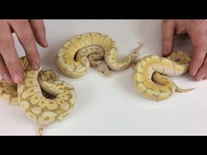 Ball Pythons for Beginners