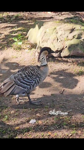 1.8K views · 72 reactions | The Nene or Hawaiian Goose, a species of bird endemic to the HawaiianIslands #bird #Ducks #ducksinthepond #godscreation #animals #wildanimals #wildlife #wildlifelover #animallover #naturelover #fbreels #reelsviral #reels #animalreels #wildanimals #wildlifelover #naturelover #viralanimals #thenene #HawaiianGoose | Vie Perez | Facebook