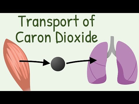 Transport of Carbon Dioxide in blood