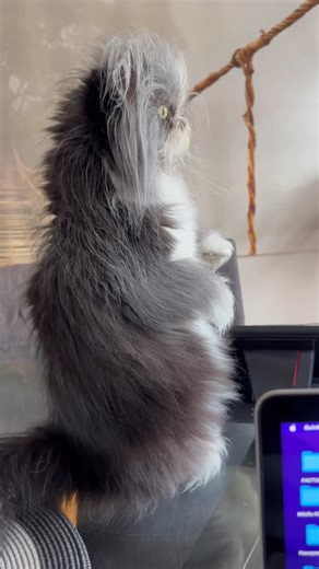 Atchoumthecat on Instagram: "There’s a lot going on in the yard this morning—birds, squirrels… our Atchoum is very curious. 👀 ****** Il y a beaucoup d’activités dans la cour ce matin : oiseaux, écureuils… notre Atchoum est curieux. 👀"