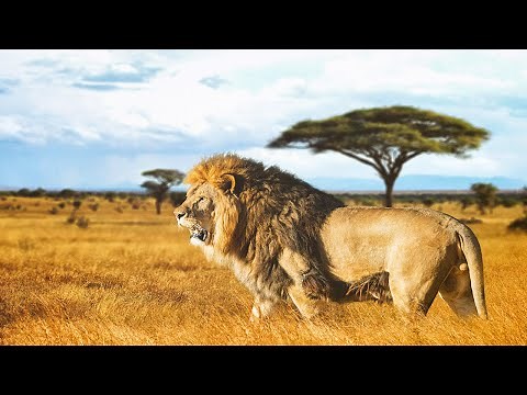 The KİNG LİON - National Geographic Documentary 2020