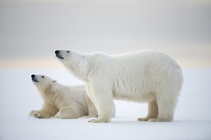 Polar bear - WWF Arctic
