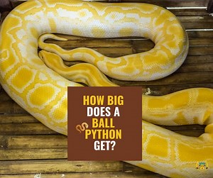 How Big Do Ball Pythons Get? Size, Weight and Growth Chart