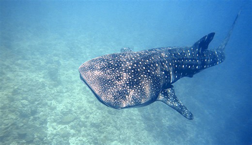 Whale sharks: Meet the world’s biggest shark | Natural History Museum