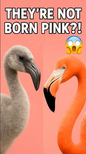 What Makes FLAMINGOS Pink? Unveiling the Color Secrets