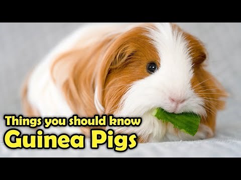 How To Take Care for your Guinea Pig Pet for Beginners!