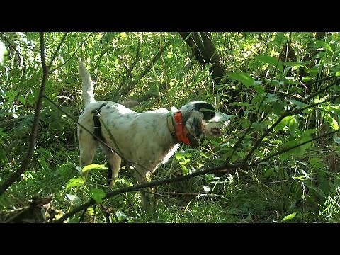 Training Grouse Dogs with Dave Hughes 2016