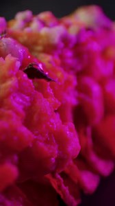 Dark Nights at Hersheypark returns Friday, September 13. Join us for 25 days of terrors including an all-new house, never-before-seen characters, exclusive food & beverage, and dark rides on our thrilling coasters. Tickets on sale now. https://bit.ly/3IyHoCf | Hersheypark