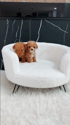 Check out these tiny Teacup Toy 🧸 Poodles.