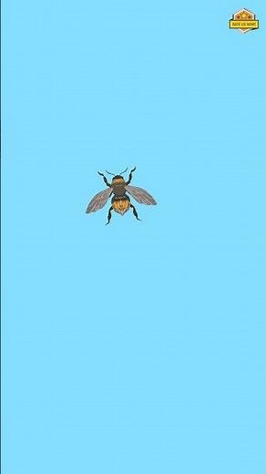 Fly Game for Cats – Cat Games