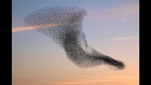 A Tutorial on Particle Swarm Optimization in Python | AIM