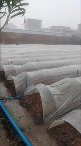 The Blanket on the Field: How Plastic Mulch Boosts Harvests 👀