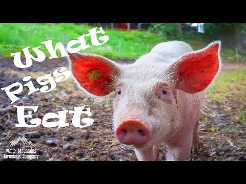 What Do Pigs Eat on a Farm?