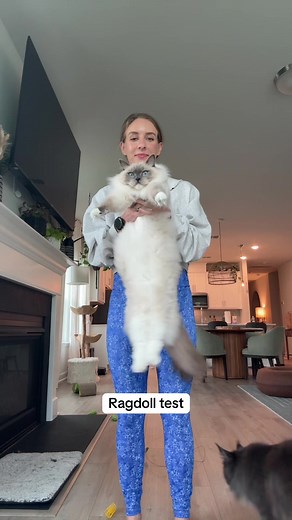 thelexibunch on TikTok