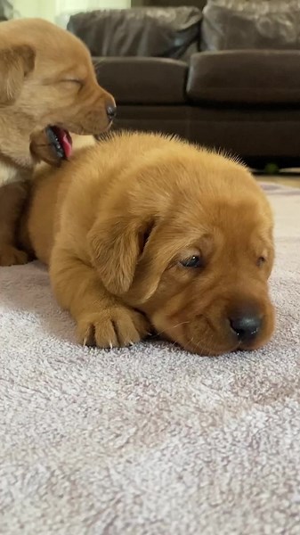 1.9M views · 114K reactions | Cuteness overload 梁殺 | Life With Labradors | Facebook