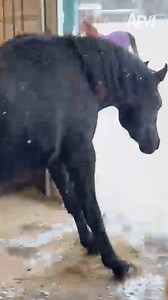 4M views · 119K reactions | Snow way he's leaving that stable  #afv #horses #funnyvideos | America's Funniest Home Videos | Facebook