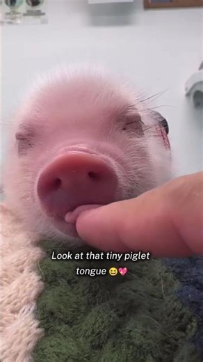 Adorable Baby Mini Pig Sleeping With Tongue Out | Cute Piglet Moments - CreatureCops