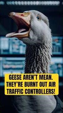 Why are geese so aggressive? The answer is heartbreaking. #shorts #funnyanimals