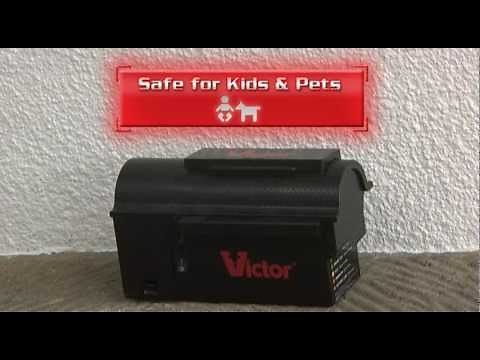Victor Multi-Kill Electronic Mouse Trap in Action