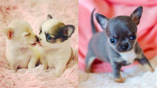 Baby Dogs - Cute and Funny Dog Videos Compilation