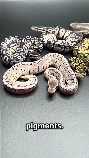 Axanthic Ball Pythons: The Monochrome Marvels! #wildlife #animals #facts #nature #shorts