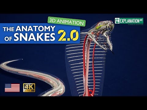 The anatomy of snakes VERSION 2.0 - fascinating 3d animation