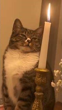 A Day in the Life of a Silly Cat 😂