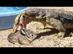 Lizard Finds Rabbit Resting in Yard -- Eats Rabbit