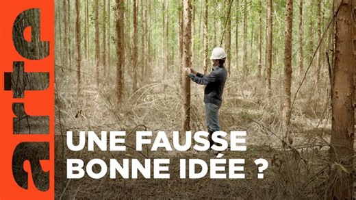Planter à tout prix - Des arbres pour sauver la planète ? | Documentaire | ARTE