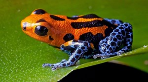Poison Dart Frog: Facts, Behavior, Life Cycle, Adaptations, Food
