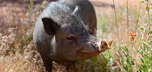 A Guide to Teacup Pigs (Mini Pigs)