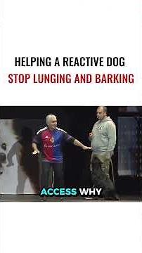 HELPING A REACTIVE DOG STOP LUNGING AND BARKING