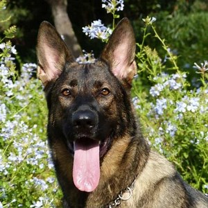 DDR German Shepherd: History, Traits & What Sets Them Apart
