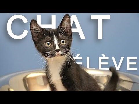 SI LES ÉLÈVES ÉTAIENT DES CHATS