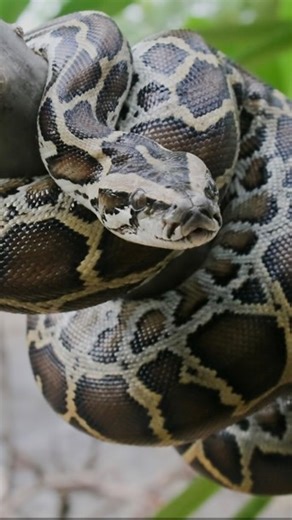 Sushant Singh on Instagram: "Rd ka yoddha 💦"