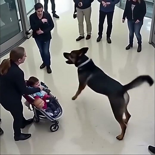 K9 Hero in Action | Police Dog Training Demonstration