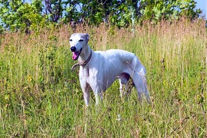 Greyhound Progression: Growth Chart, Milestones, and Training Tips