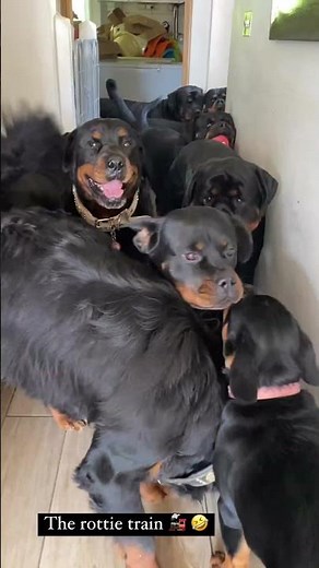 All such beautiful Rottweiler puppies 😍✨