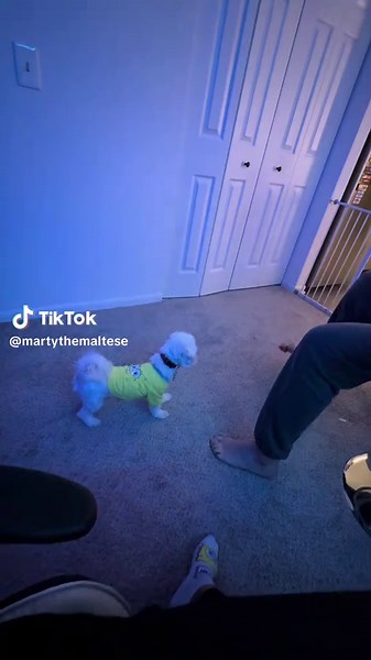 Understanding Maltese Dog Grip Behavior