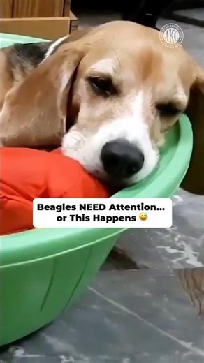 Beagles NEED Attention… or This Happens