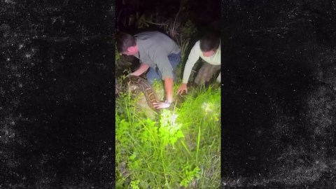 16-Foot-Long Python Caught by Teens in Florida Swamp