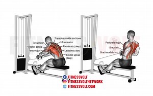 Seated Cable Row Guide: How To, Benefits, Muscles Worked, Variations