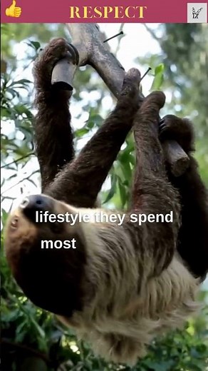 Sloth A Slow and Surprising Journey|Man Helps Sloth Cross the Road Everyday Heroes