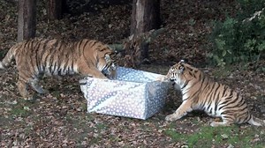 Book your tickets online for Yorkshire Wildlife Park's fantastic Christmas Fair - 11th, 17th and 18th December! | Yorkshire Wildlife Park