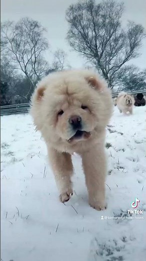Snow day for the Chow Chows