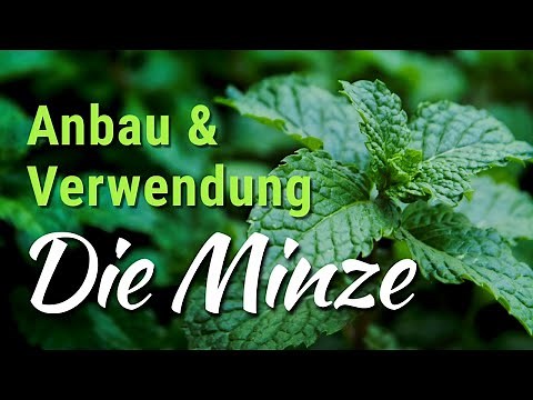 Minze - Anbau, Pflege, Verwendung - Pfefferminze anbauen und vermehren
